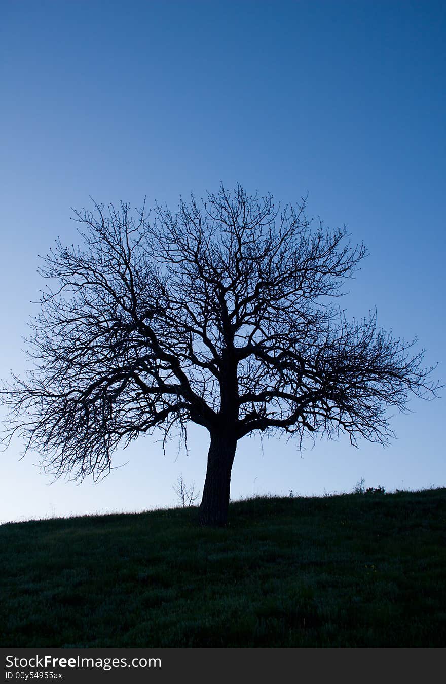 Tree Silhouette Against Of Evening Sky