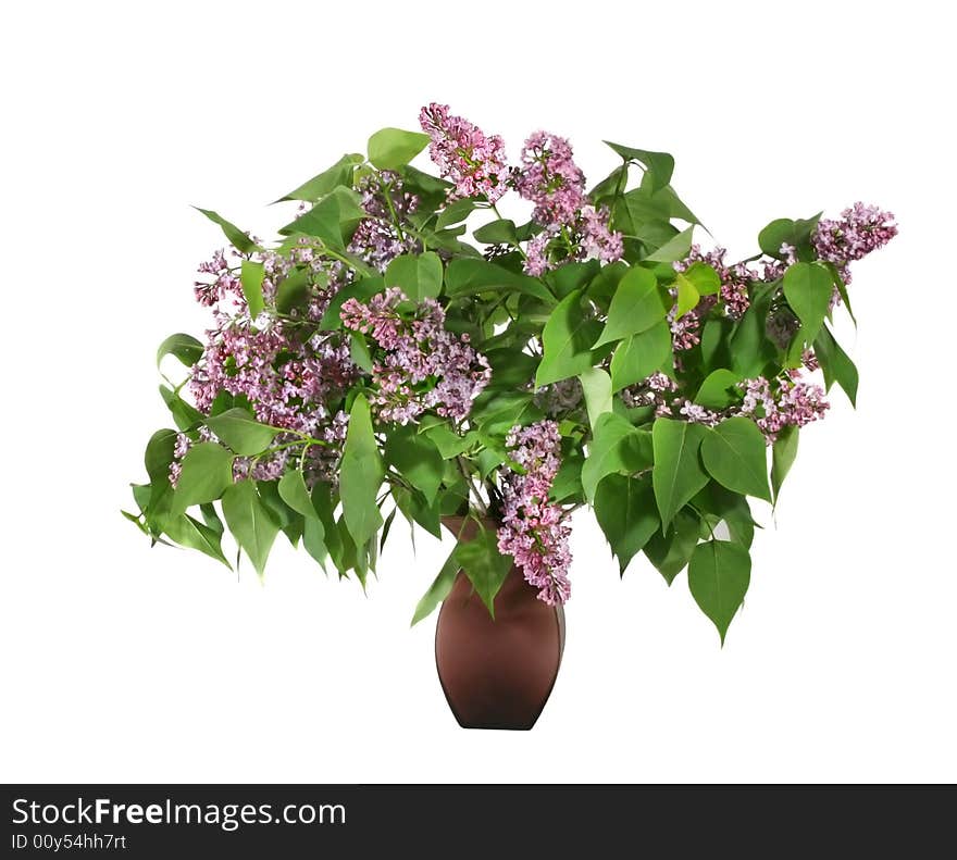 Bunch of wild lilac in lilac bowl on white background. Bunch of wild lilac in lilac bowl on white background