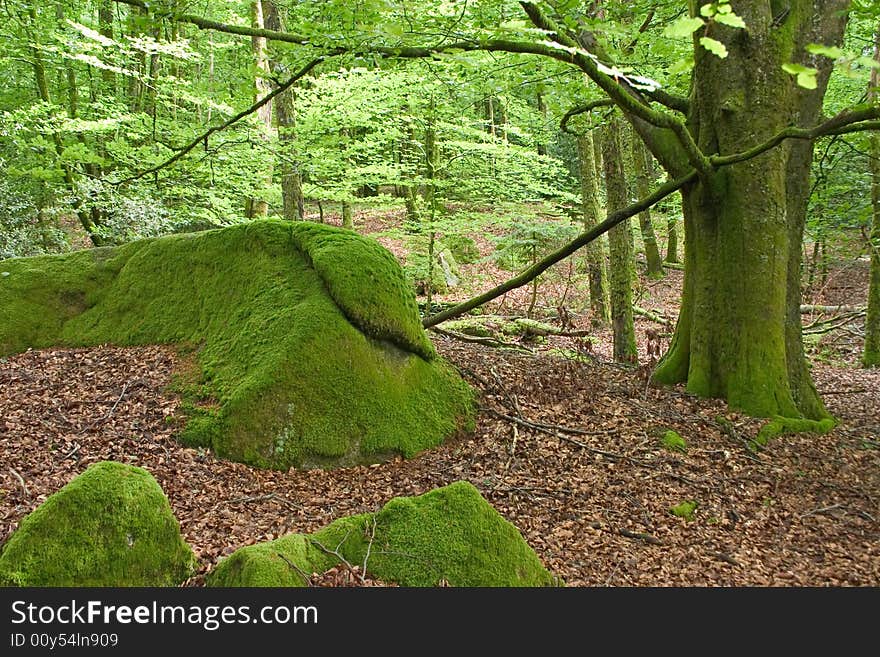 Inside a forest in france with a rock covered of moss. Inside a forest in france with a rock covered of moss