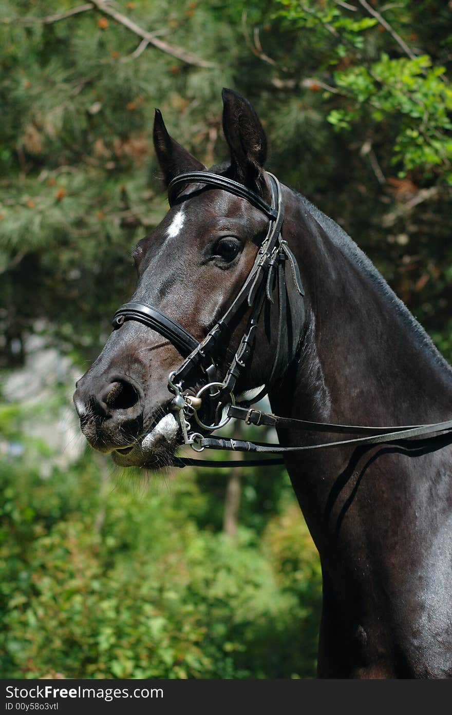 Dressage Horse