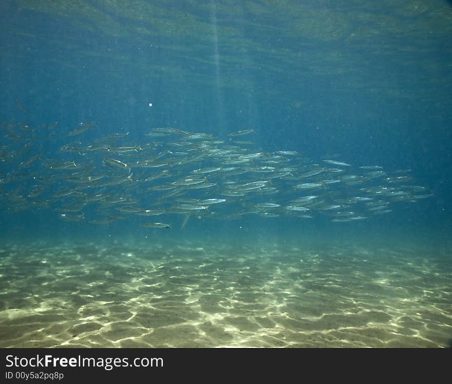 Yellowtail barracuda (sphyraena flavicauda) taken in the Red Sea.