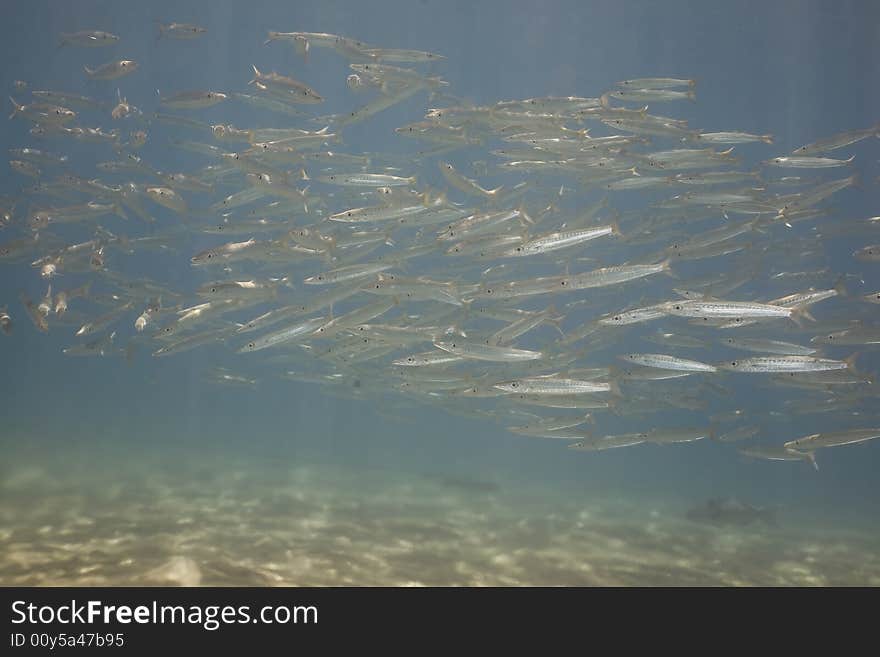 Yellowtail barracuda (sphyraena flavicauda) taken in the Red Sea.