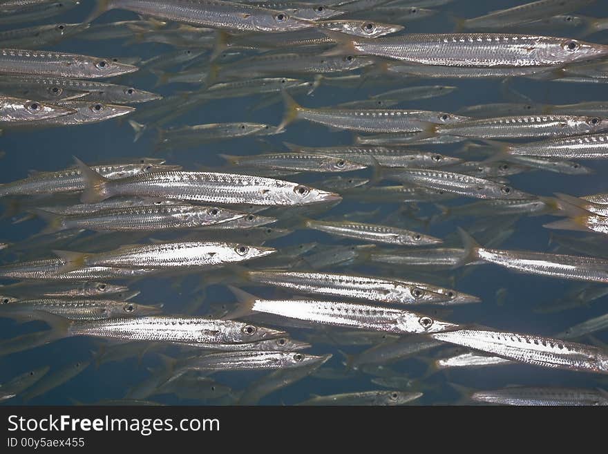 Yellowtail barracuda (sphyraena flavicauda)