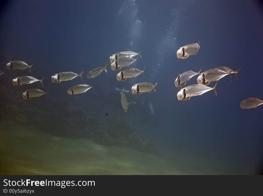 Striped mackerel (rastrelliger kanagurta) taken in the Red Sea.