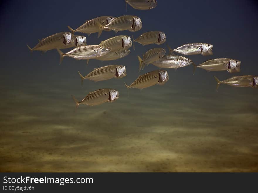 Striped mackerel (rastrelliger kanagurta)