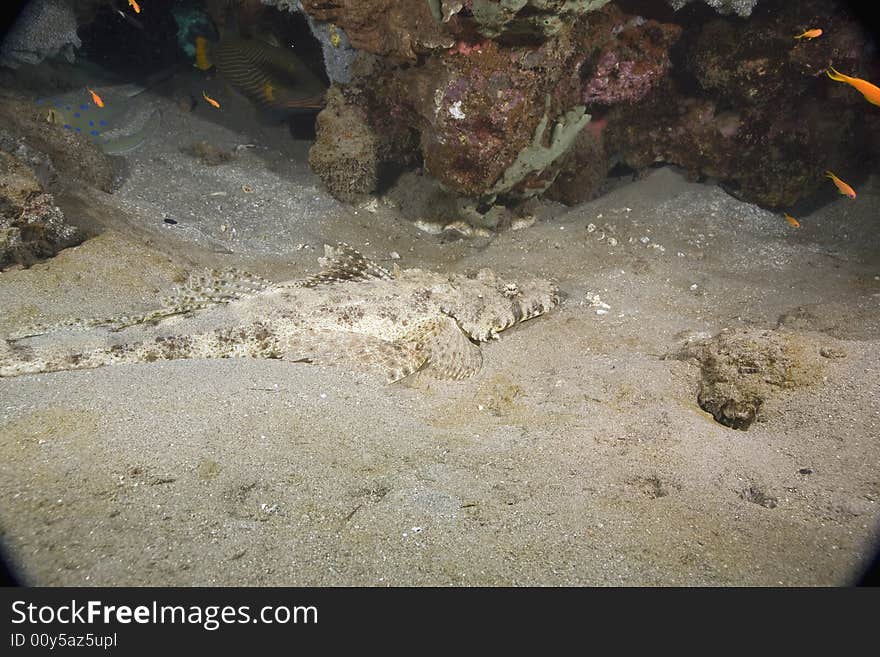 Indean ocean crocodilefish (papilloculiceps longiceps) taken in the Red Sea.