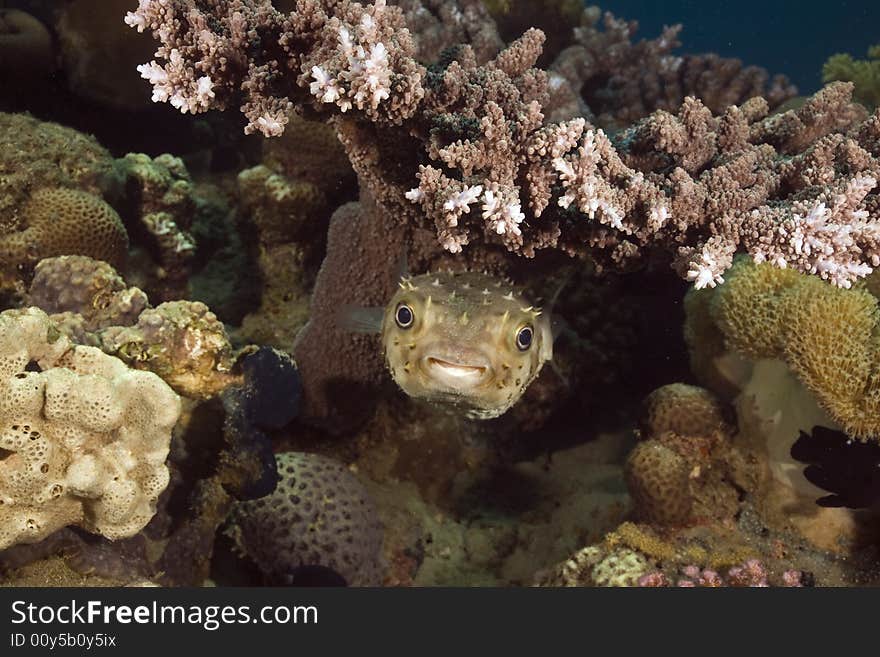 Yellowspotted burrfish (cyclichthys spilostylus) taken in the Red Sea.