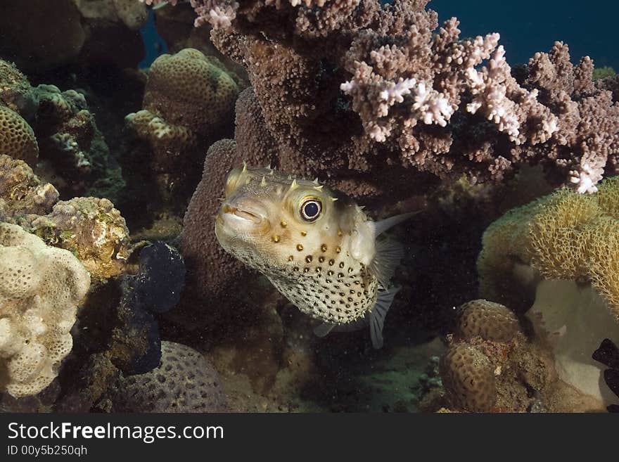 Yellowspotted burrfish (cyclichthys spilostylus) taken in the Red Sea.