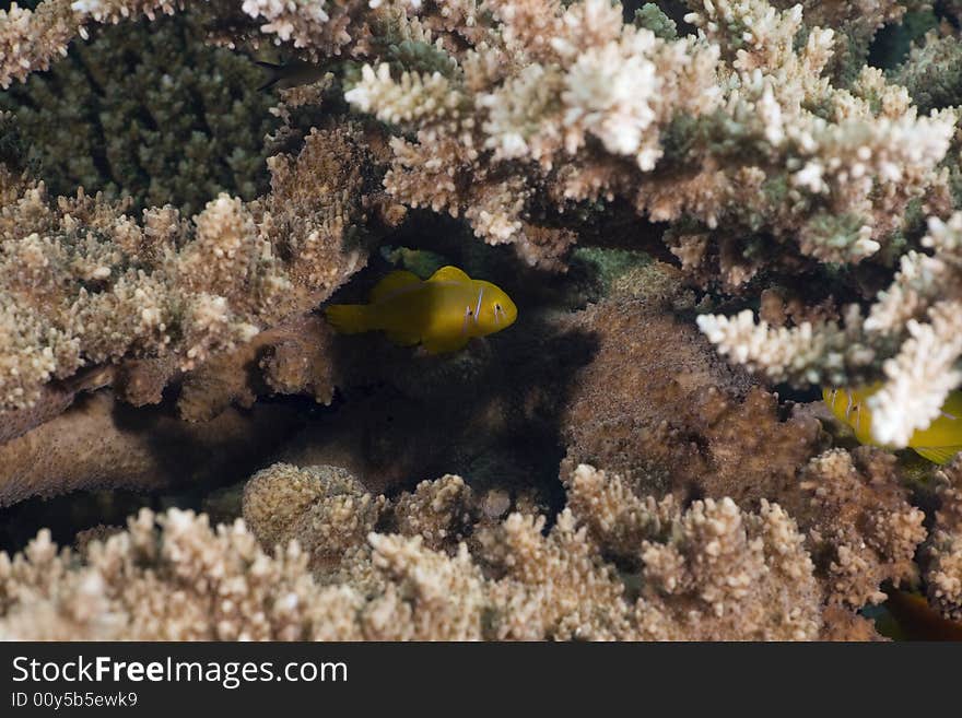 Citron coral goby (gobiodon citrinus) taken in the Red Sea.