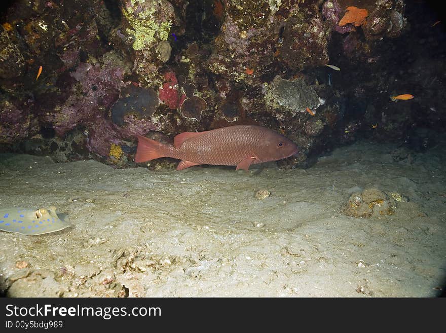 Minstrel sweetlips (plectorhinchus schotaf) taken in the Red Sea.