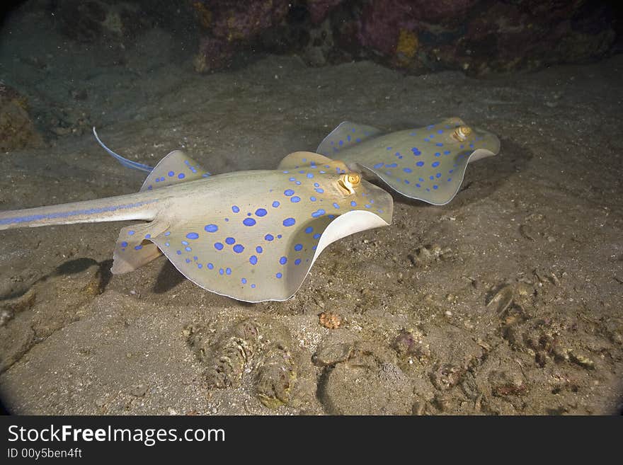 Bluespotted stingray (taeniura meyeni) taken in the Red Sea.