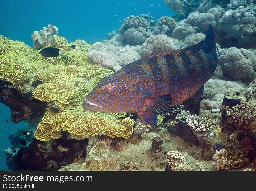 Red sea coralgrouper (plectropomus pessuliferus) taken in the Red Sea.