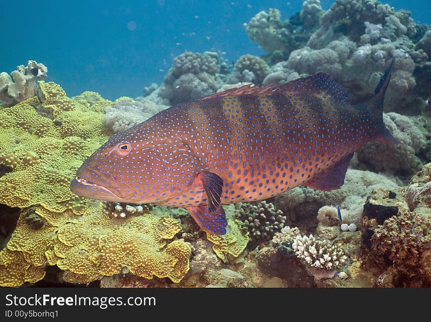 Red sea coralgrouper (plectropomus pessuliferus) taken in the Red Sea.