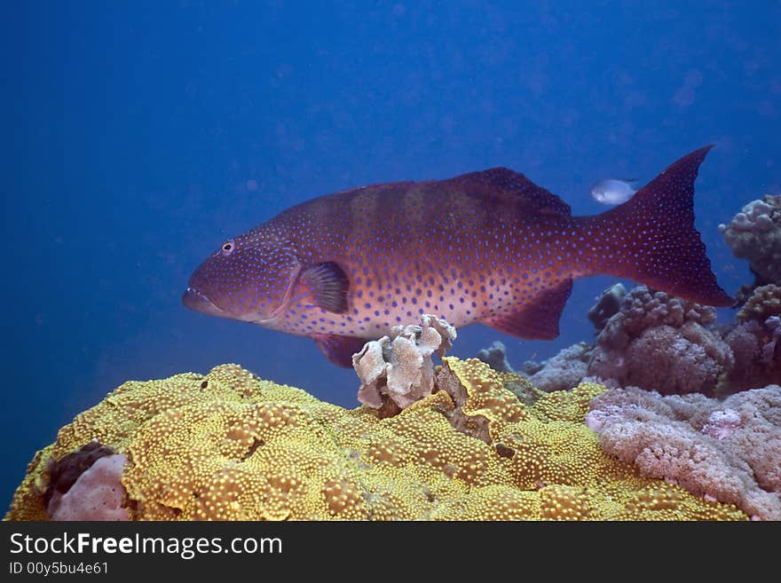 Red sea coralgrouper (plectropomus pessuliferus)