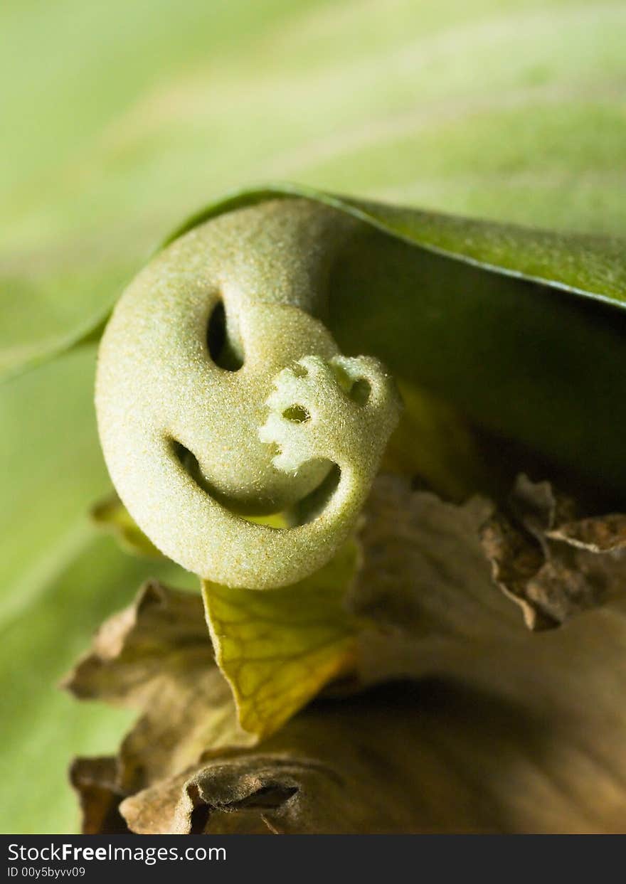 Fern shoot at the base of an oak leaf fern. Fern shoot at the base of an oak leaf fern