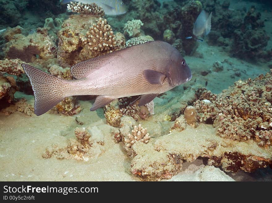 Painted sweetlips (diagramma pictum)
taken in the Red Sea.