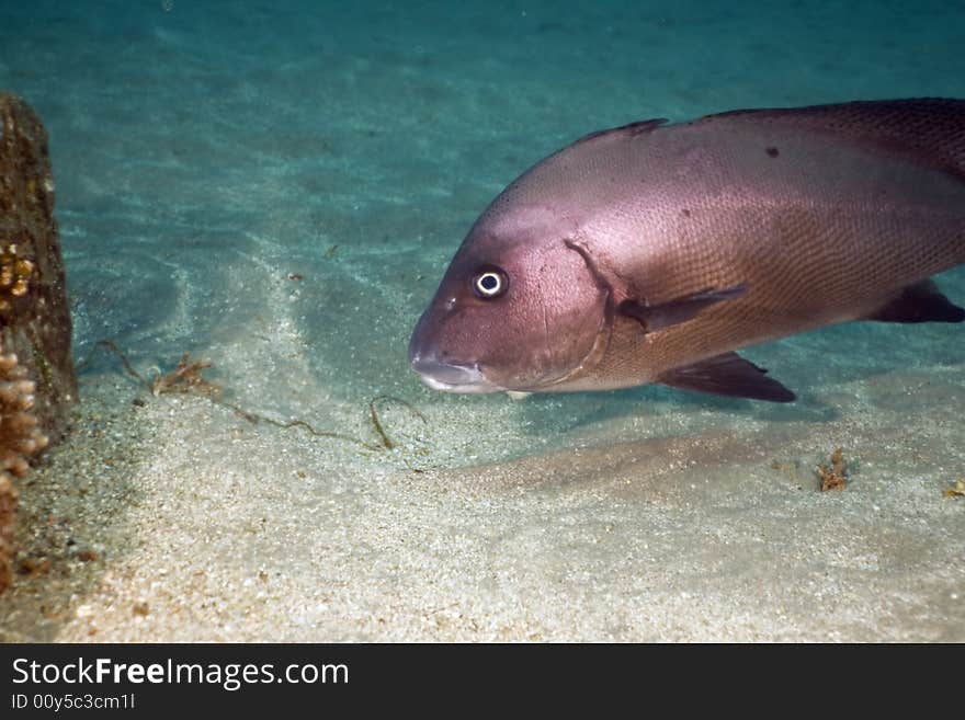 Minstrel sweetlips (plectorhinchus schotaf) taken in the Red Sea.