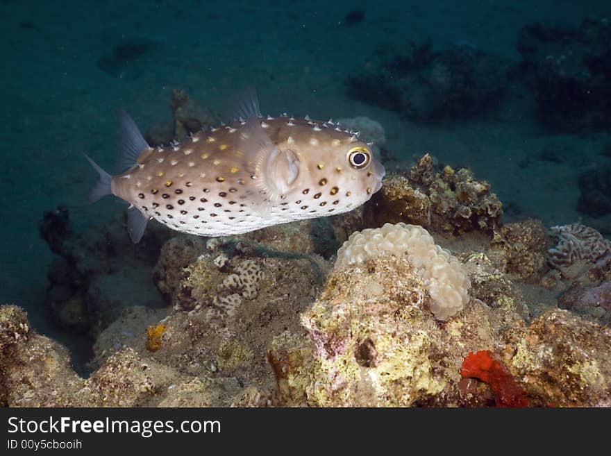 Yellowspotted burrfish (cyclichthys spilostylus) taken in the Red Sea.