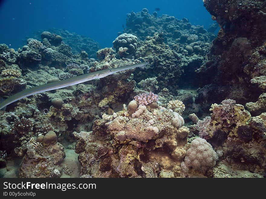 Smooth cornetfish (fistularia commersonii)