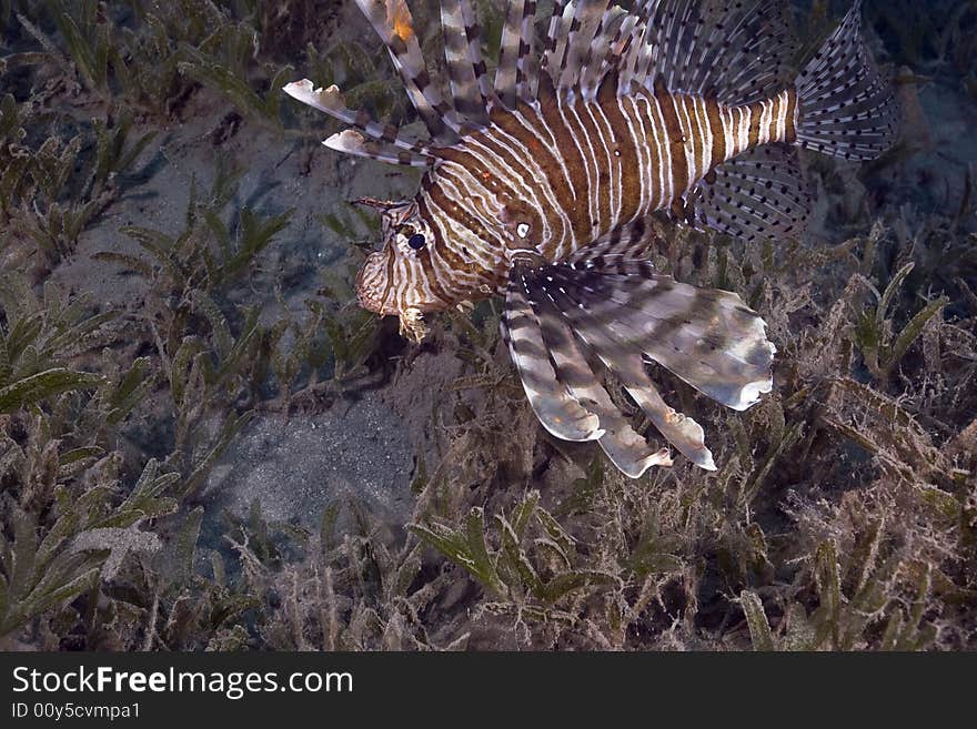 Common lionfish (pterois miles) taken in the Red Sea.