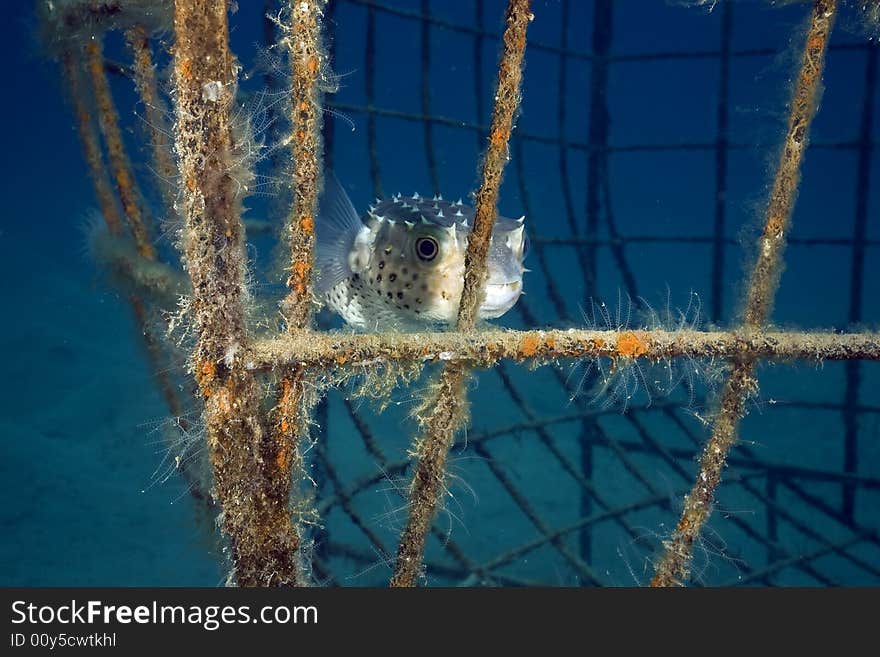 Yellowspotted Burrfish (cyclichthys Spilostylus)