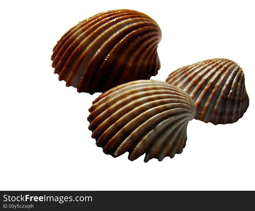 Three shell in the white background. Three shell in the white background