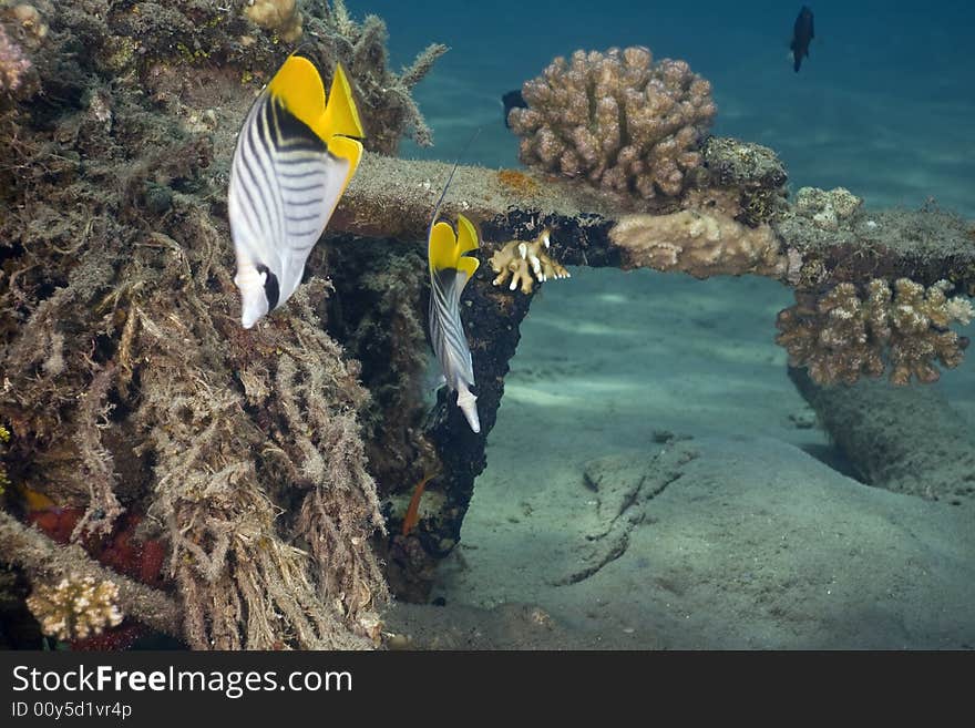 Threadfin butterflyfish (chaetodon auriga) taken in the Red Sea.