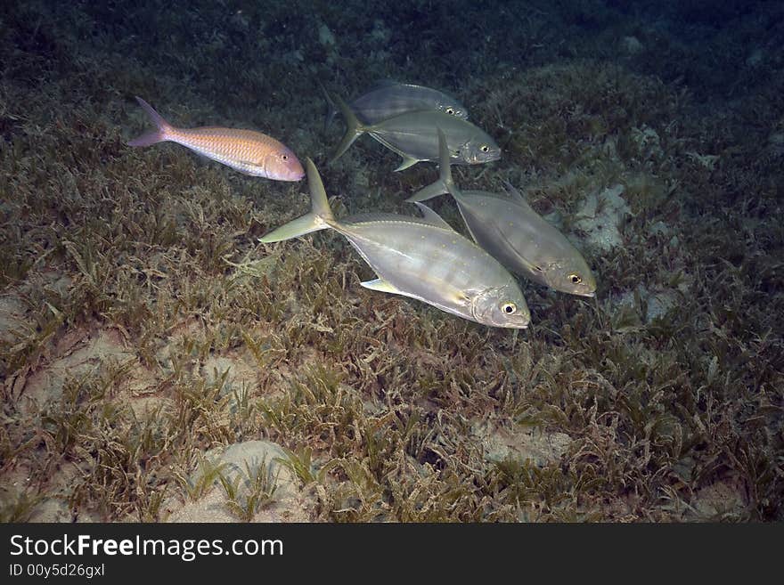 Bluebar trevally (carangoidesferdau)