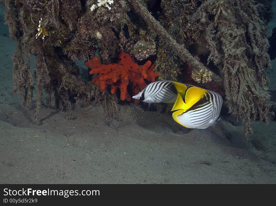 Threadfin butterflyfish (chaetodon auriga) taken in the Red Sea.