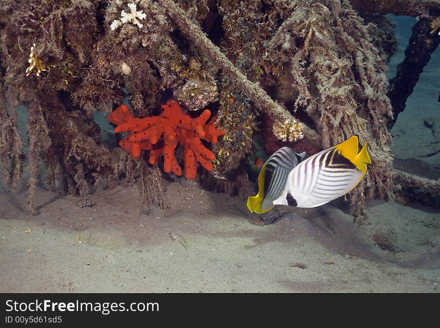 Threadfin butterflyfish (chaetodon auriga) taken in the Red Sea.