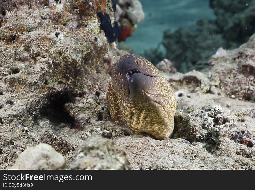 Yellowmargin moray ( gymnothorax flavimarginatus) taken in the Red Sea.