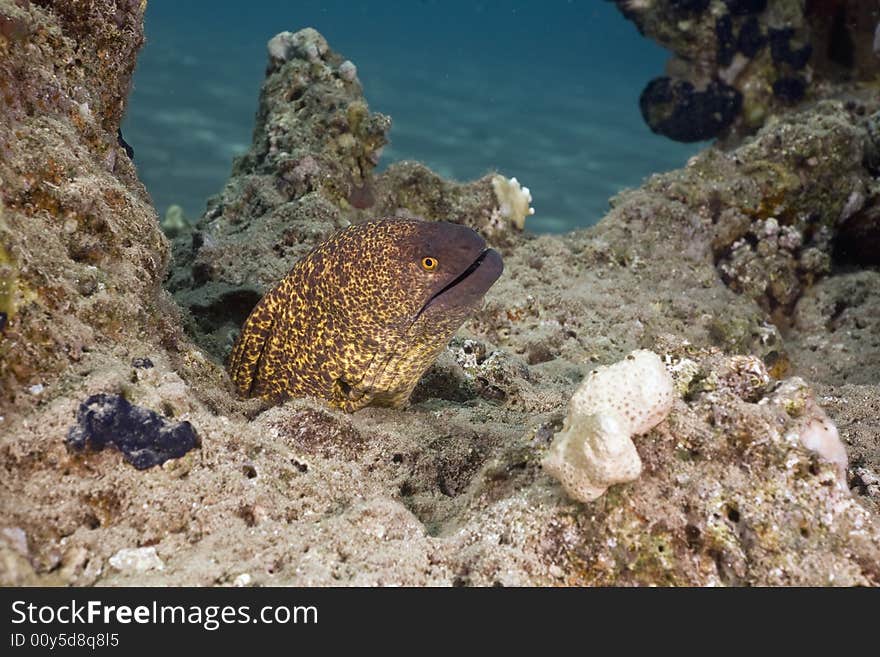 Yellowmargin moray ( gymnothorax flavimarginatus) taken in the Red Sea.