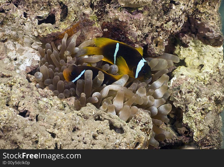 Red sea anemonefish (Amphipiron bicinctus) taken in the Red Sea.