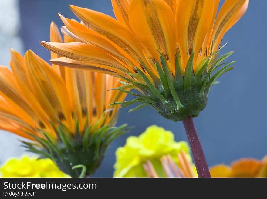 Orange Garzania Flower