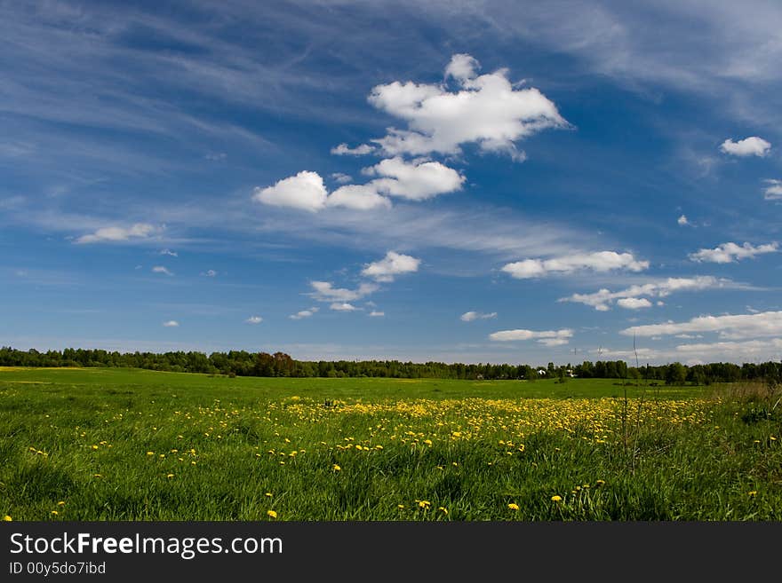 Field with dandelions