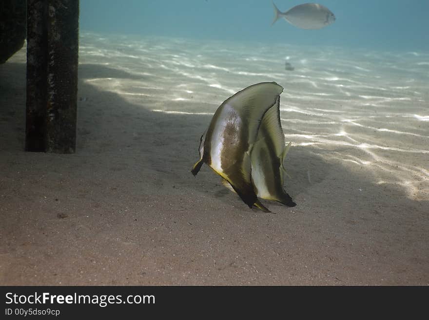 Longfin spadefish (platax teira) taken in the Red Sea.