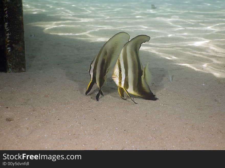 Longfin spadefish (platax teira) taken in the Red Sea.