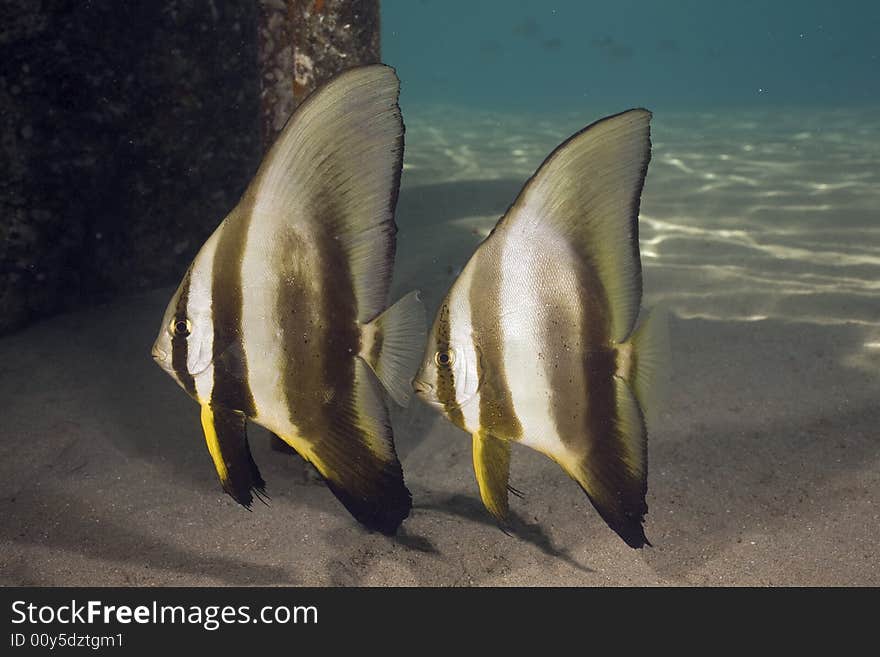 Longfin spadefish (platax teira) taken in the Red Sea.