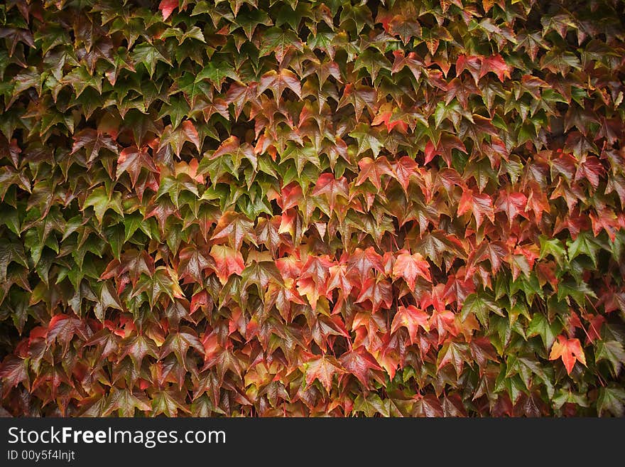 Garden detail in england, europe. Garden detail in england, europe