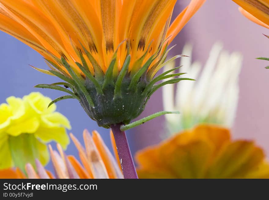 Orange Garzania Flower