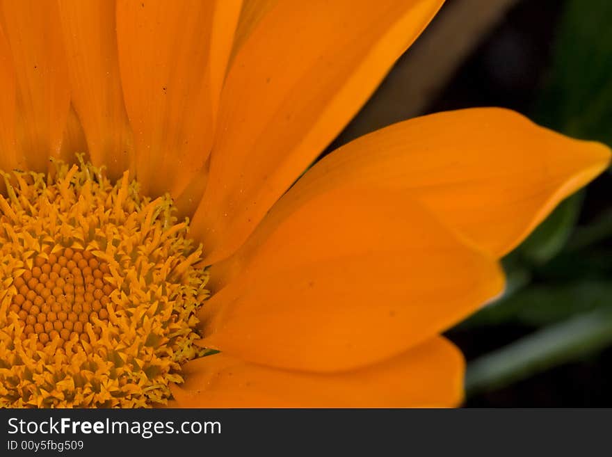 Orange Garzania Flower