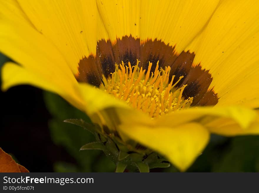 Yellow Garzania Flower