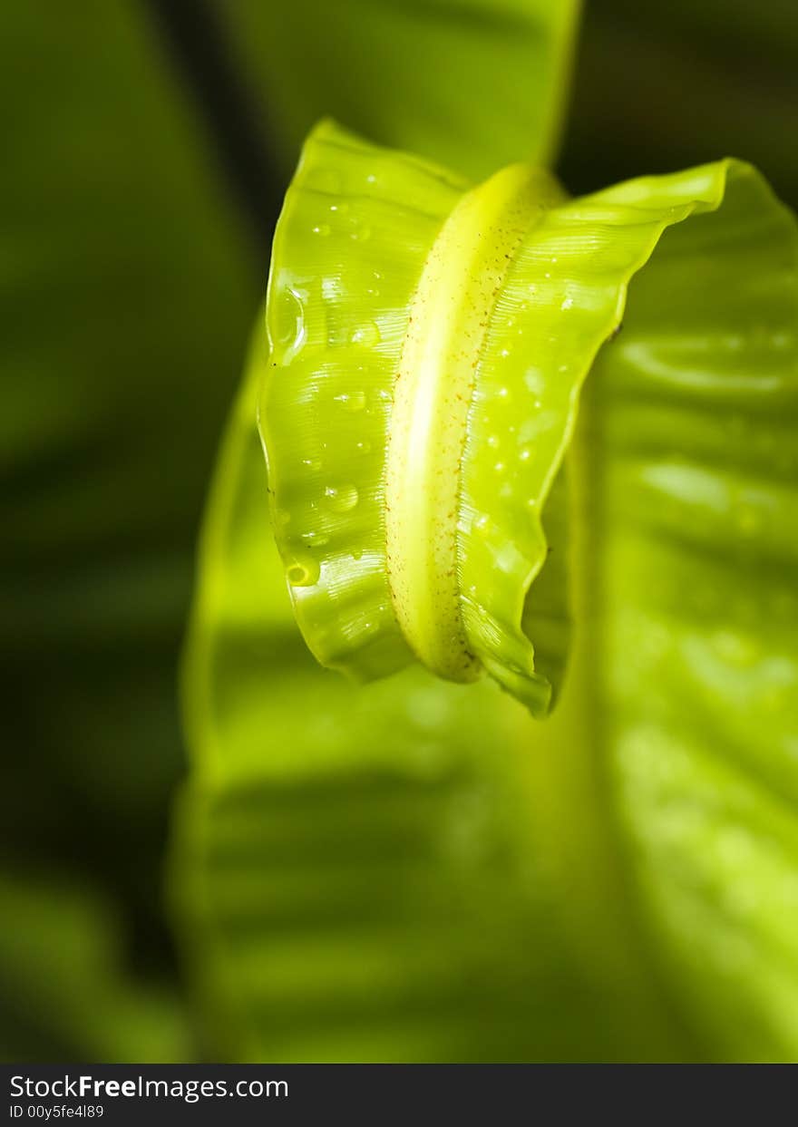 Unfurling Curls