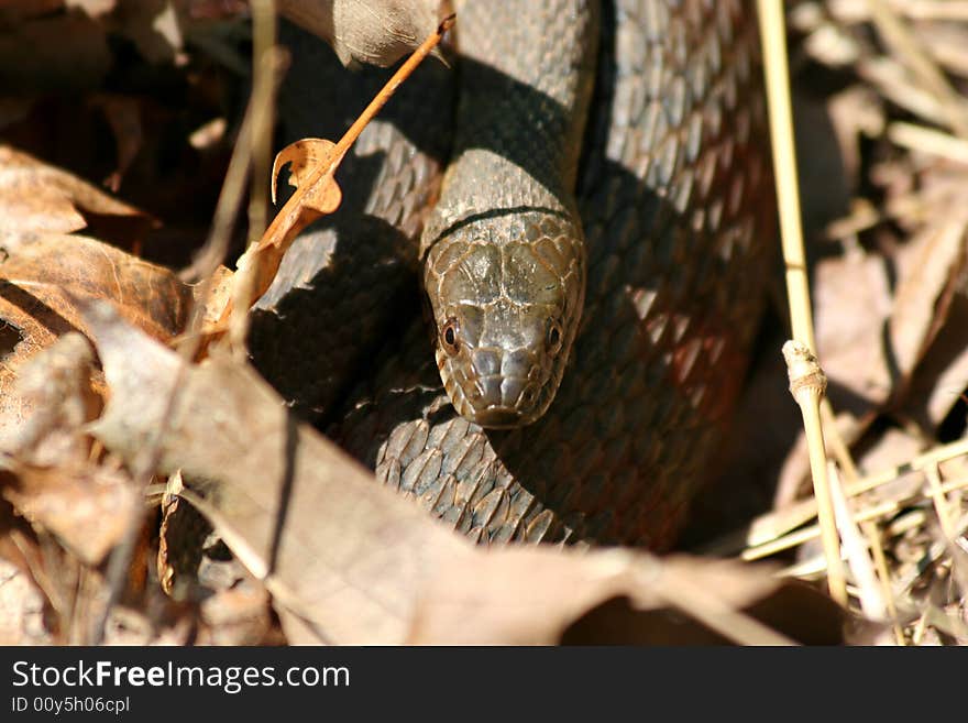 A Snake hiding in the leaves