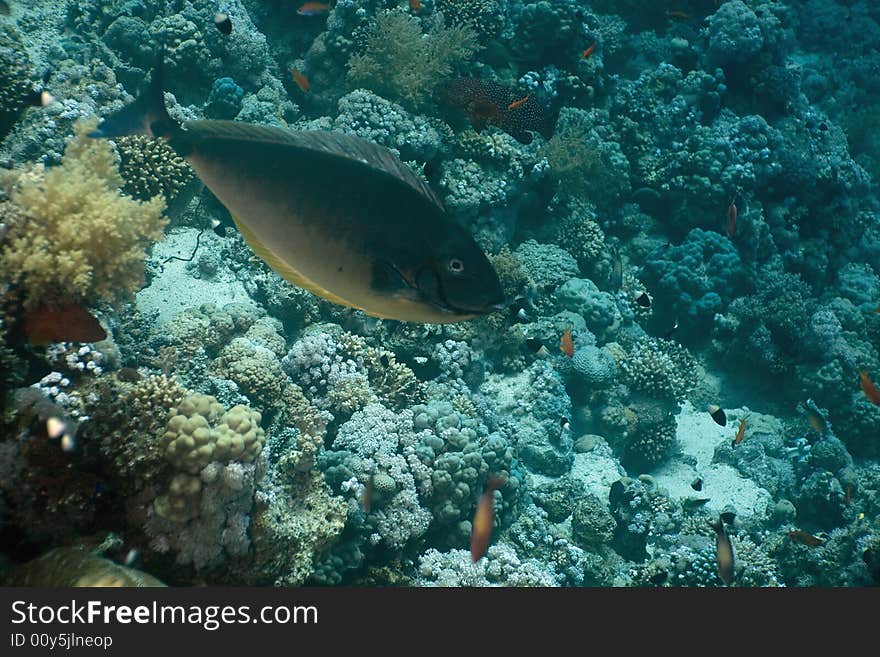 Coral and fish taken in the Red Sea.