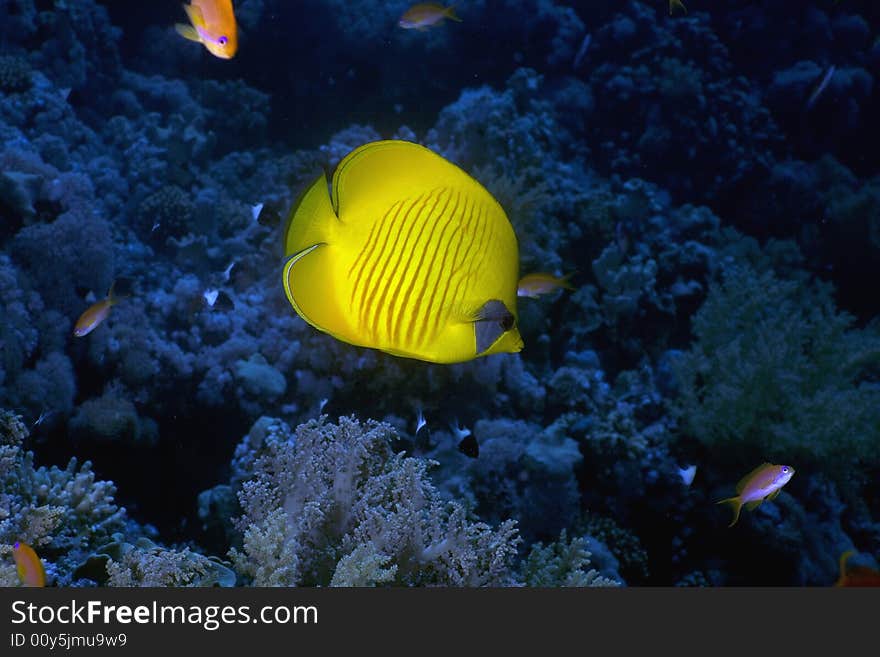 Masked butterflyfish (chaetodon larvatus) taken in the Red Sea.