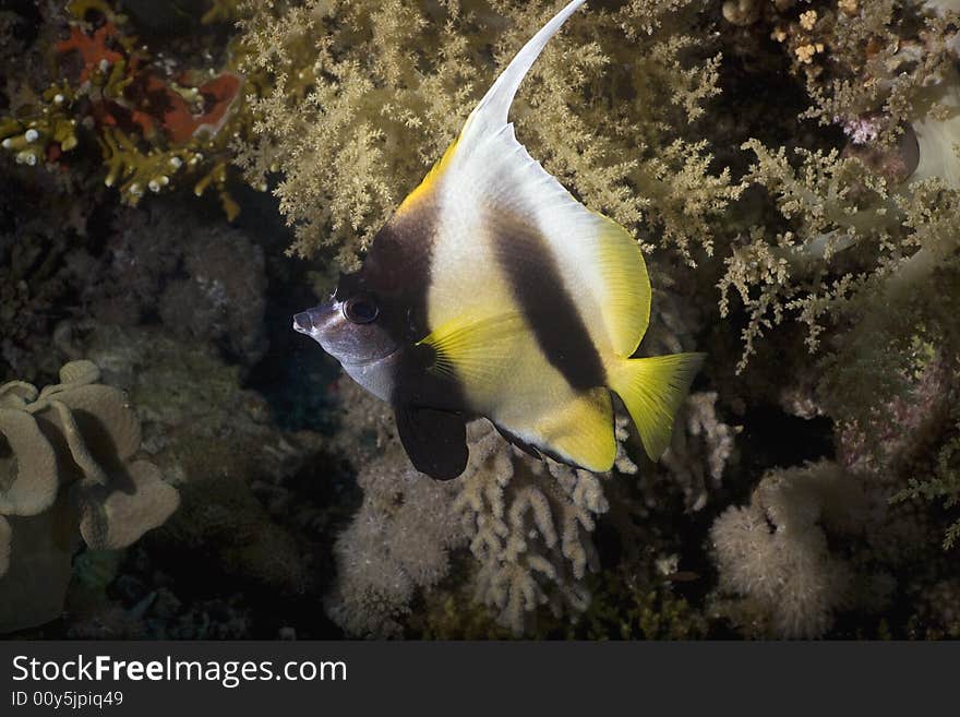 Red sea bannerfish (heniochus intermedius)