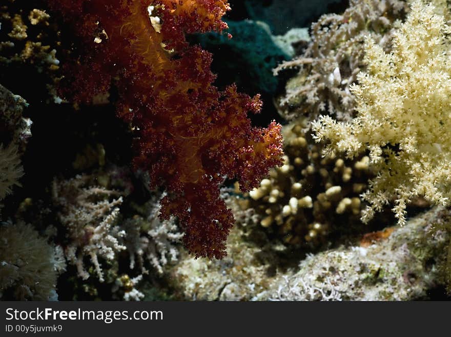 Coral and fish taken in the Red Sea.