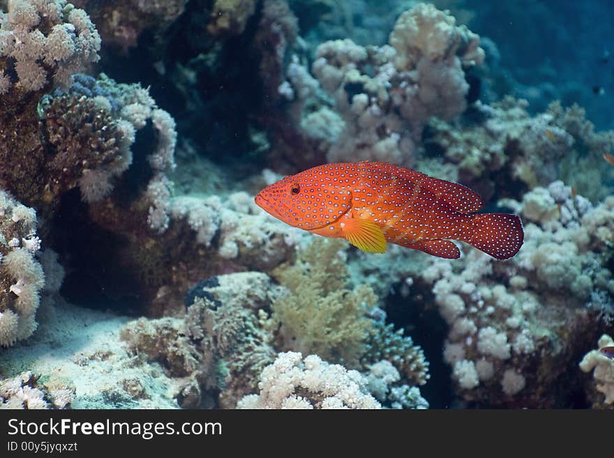 Halfspotted hind (cephalopholis hemistiktos) taken in the Red Sea.