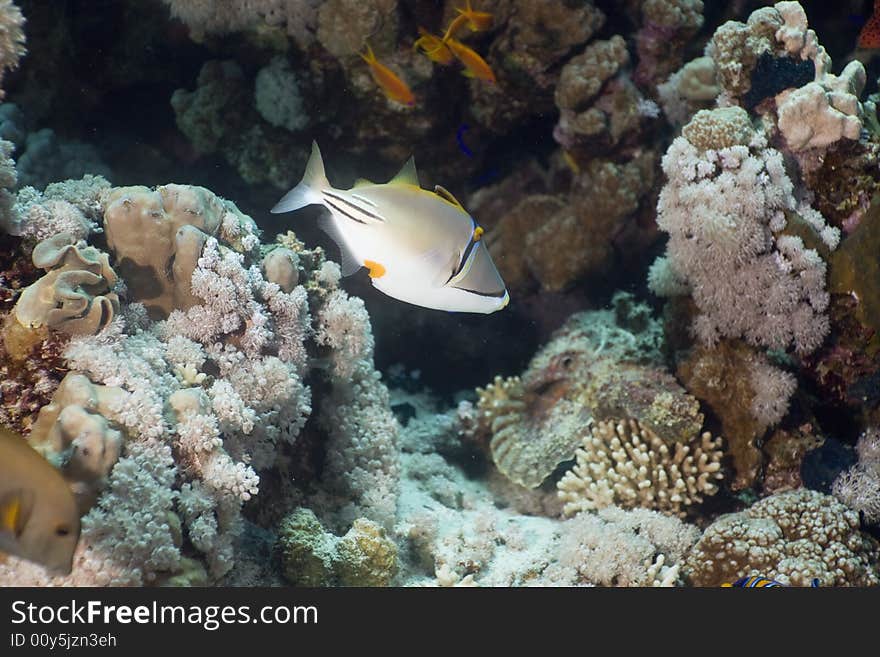 Picassofish (rhinecanthus assasi)taken in the Red Sea.